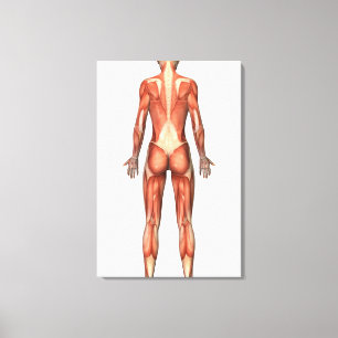 Toile Système musculaire femelle, vue arrière