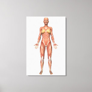 Toile Système musculaire femelle, vue de face