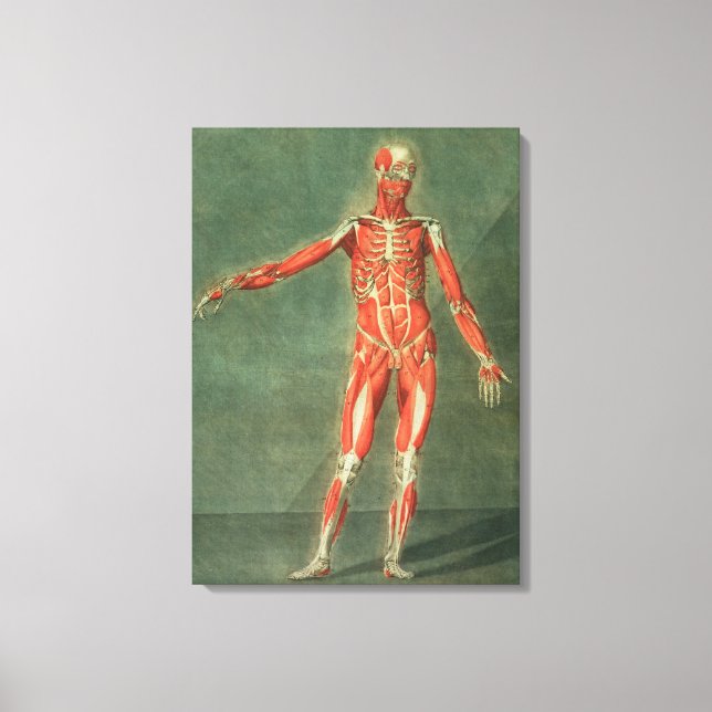 Toile Système Musculaire Superficiel de l'avant du Bo (Recto)