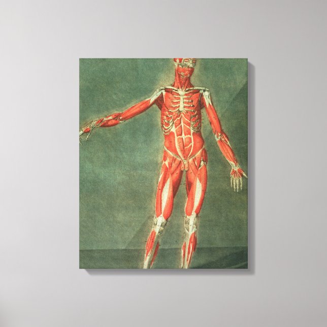 Toile Système Musculaire Superficiel de l'avant du Bo (Recto)