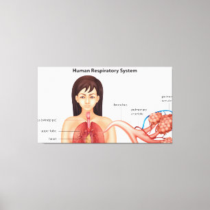Toile Système respiratoire féminin