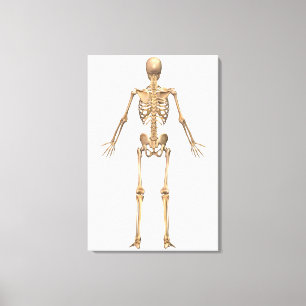 Toile Système squelettique humain, vue arrière