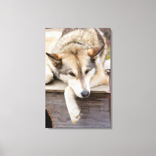 Toile T.N., États-Unis, Alaska. Chiens de traîneau husky