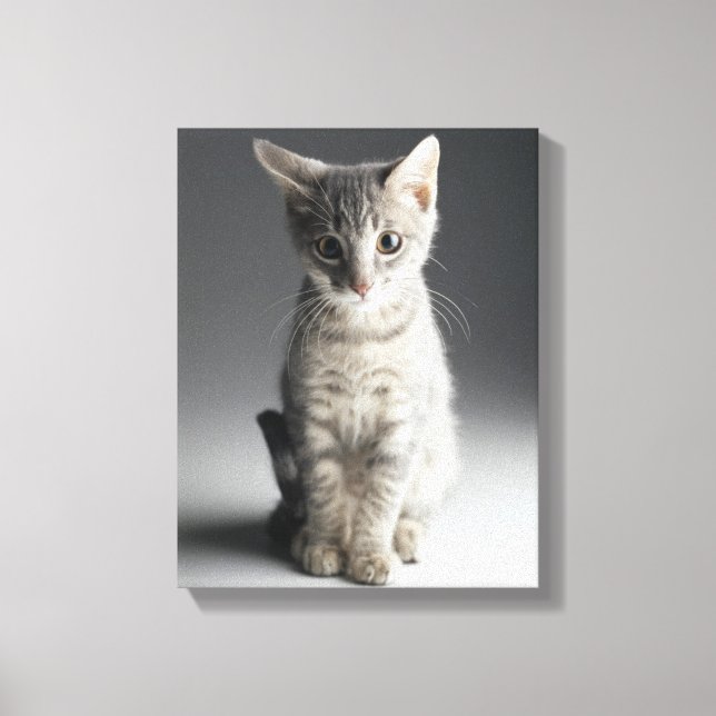 Toile Tabby bleu Kitten (Recto)