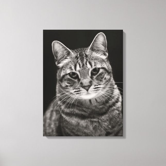 Toile Tabby noir Kitten (Recto)
