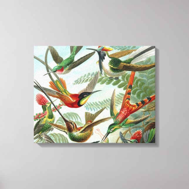 Toile tableau classique de la faune des oiseaux colibris (Recto)