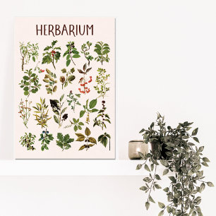 Toile Tableau de plantes vertes d'herbier vintage