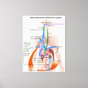 Toile Tableau du système Renin-Angiotensine Diagramme du