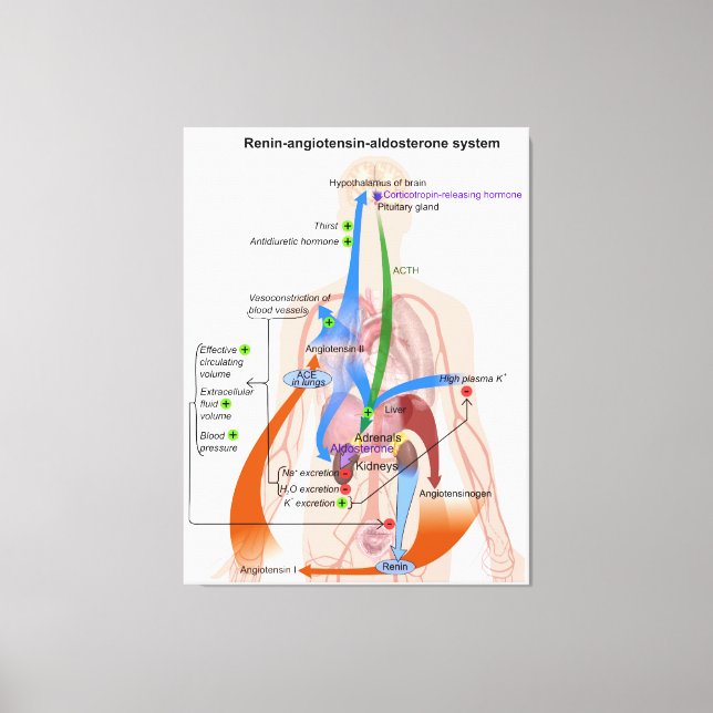 Toile Tableau du système Renin-Angiotensine Diagramme du (Recto)