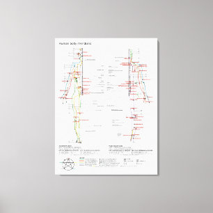 Toile Tableau schématique des méridiens du corps humain