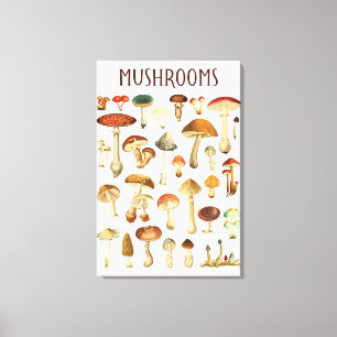 Toile Tableau vintage de champignons