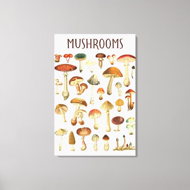Toile Tableau vintage de champignons  (Recto)