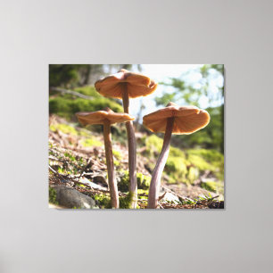 Toile Tableaux de la durée de vie du champignon de print