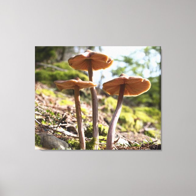 Toile Tableaux de la durée de vie du champignon de print (Recto)