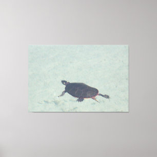 Toile Tablette de tortue peinte