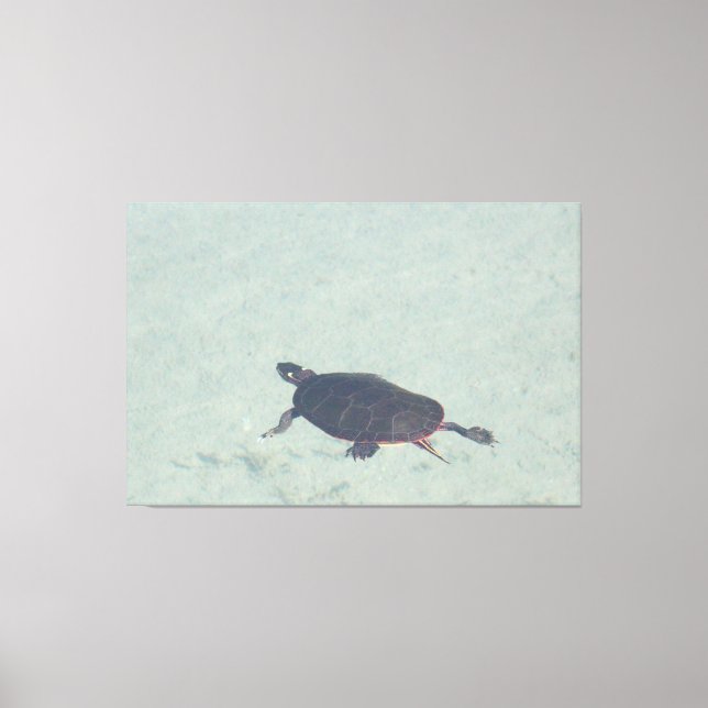 Toile Tablette de tortue peinte (Recto)