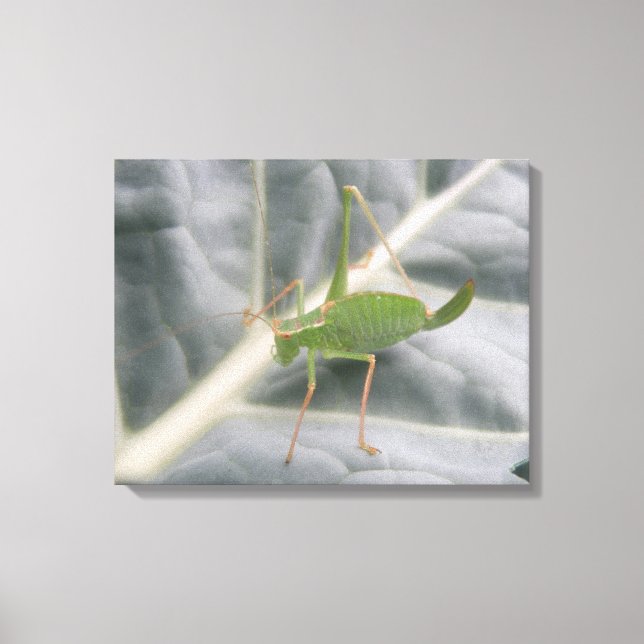 Toile Tablette Macro Cricket Vert Imprimer (Recto)