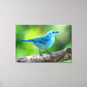 Toile Tangara évêque au Costa Rica