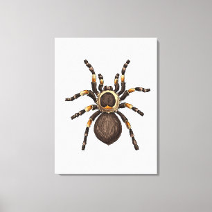 Toile Tarantule