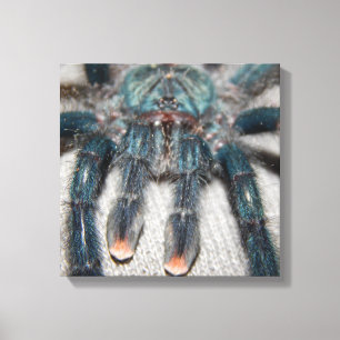 Toile tarantule bleue