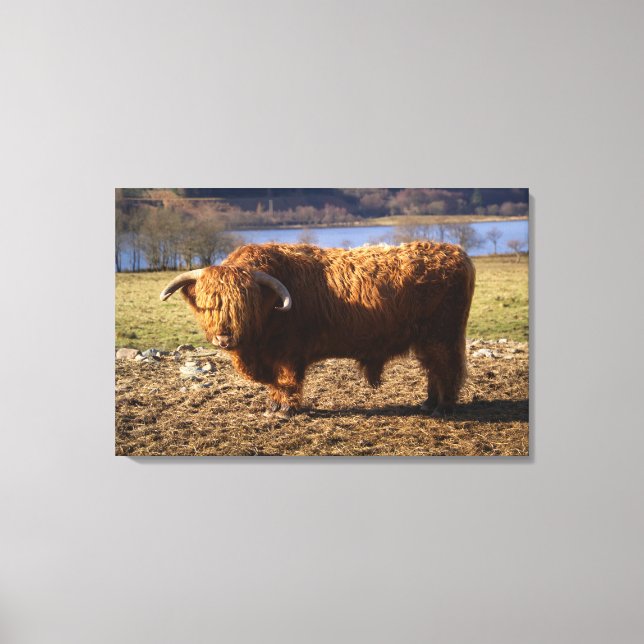 Toile Taureau Highland Cattle, Écosse (Recto)