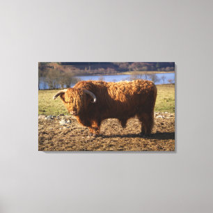 Toile Taureau Highland Cattle, Écosse