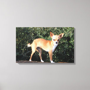 Toile Teacup Chihuahua