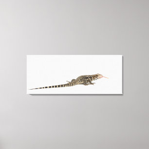 Toile Tegu bleu - merianae de Tupinambis