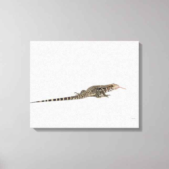 Toile Tegu bleu - Tupinambis merianae (Recto)