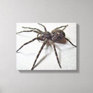 Toile Tenebrosus de Dolomedes - araignée de pêche