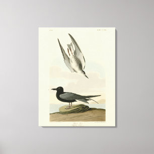 Toile Terne noire des oiseaux d'Amérique d'Audubon