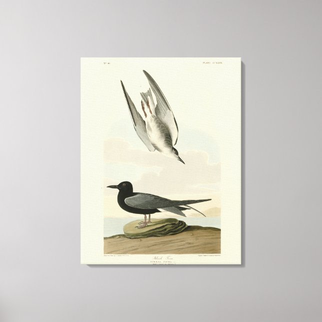 Toile Terne noire des oiseaux d'Amérique d'Audubon (Recto)