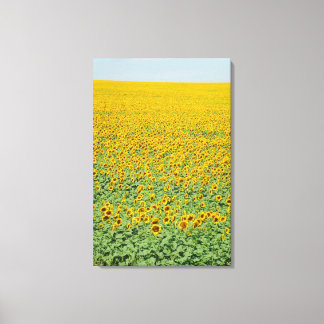 Toile Terrain de tournesol jaune