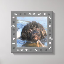 Terre-Neuve - photo et nom