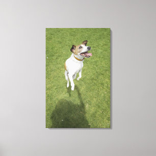 Toile Terrier de Jack Russell sautant, vue élevée