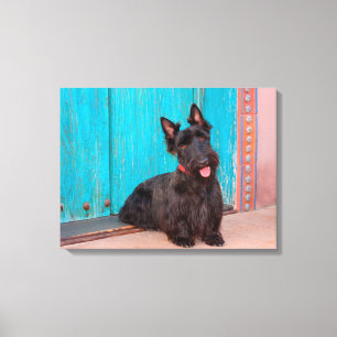 Toile Terrier écossais assis près d'une porte colorée