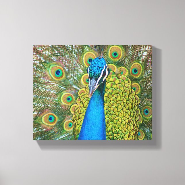Toile Tête bleue Peacock avec et des plumes de queue col (Recto)