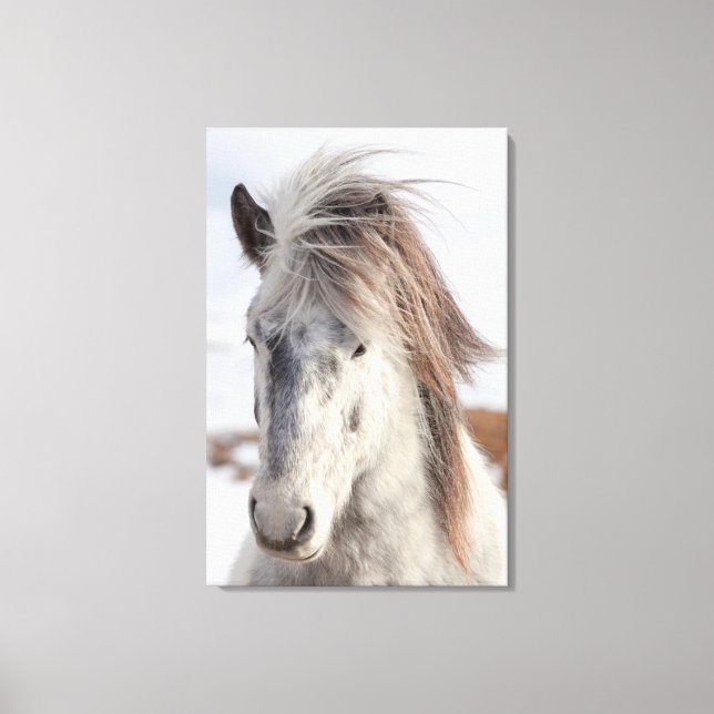 Toile Tête de cheval islandais blanc de face (Recto)