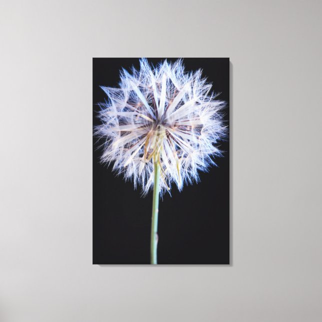 Toile Tête de graine de pissenlit (Taraxacum Officinale) (Recto)