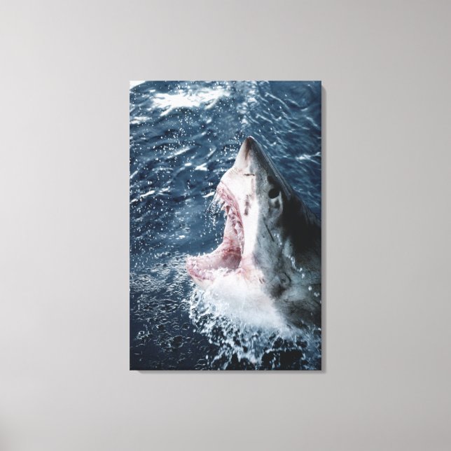 Toile Tête de grand requin blanc (Recto)