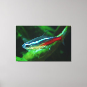 Toile Tétra Paracheirodon au néon Innesi de poissons
