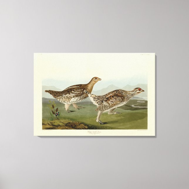 Toile Tétras à queue fine - Audubon's Birds of America (Recto)