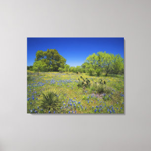 Toile Texas, Texas Hill Country, Low vesce à vessie,