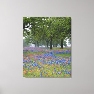 Toile Texas, Texas Hill Country, Texas Paintbrush et