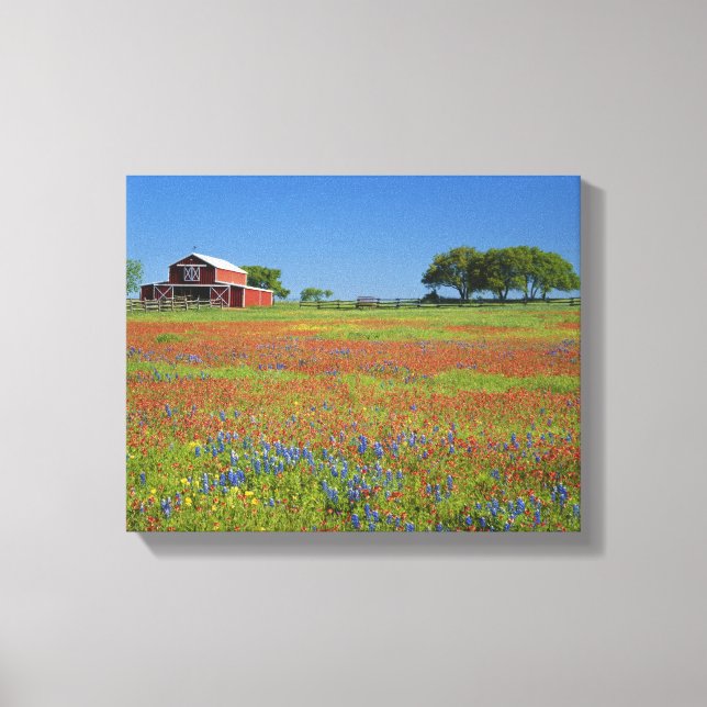 Toile Texas, Texas Hill Country, Texas pinceau (Recto)