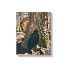 The Curious Hollow 11 x 14 becomes Le Creux Curieu