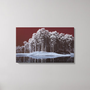 Toile The White Woods Canvas Print