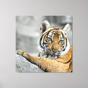 Toile Tiger016