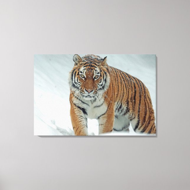 Toile Tigre (Recto)