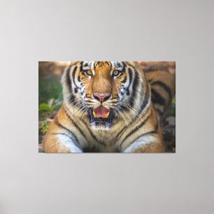 Toile Tigre